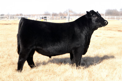 sire16